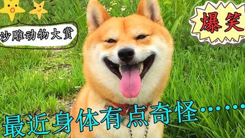 二狗我的搞笑,笑料百出，欢乐无限