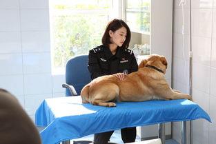 警花与警犬演员表樱桃,樱桃的忠诚守护